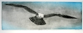VogelVrij